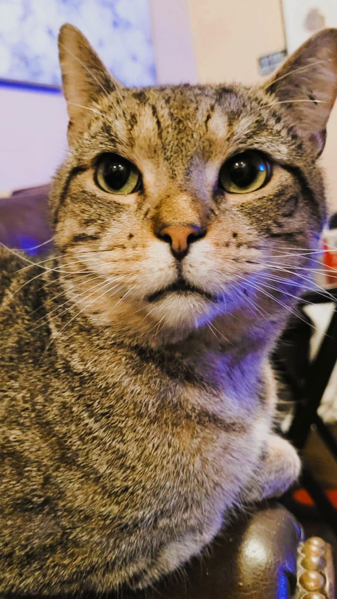 Enlarge Miles (FIV+), a Adoptable Domestic Short Hair in Trenton, NJ image 3/3