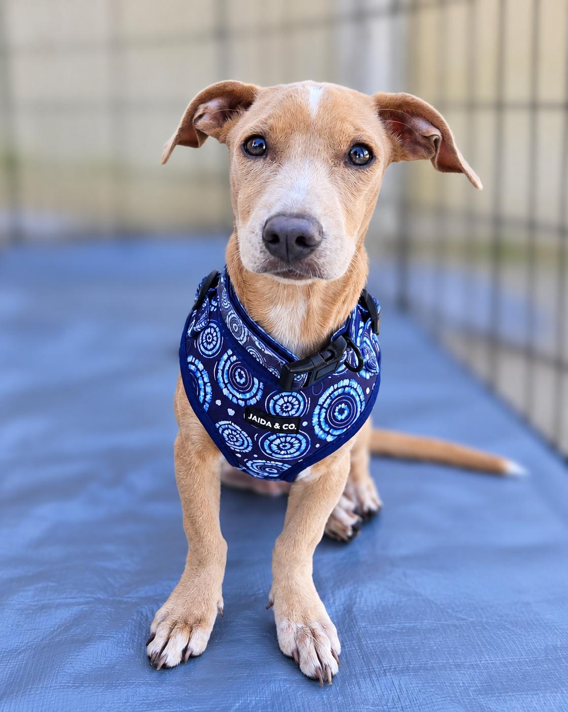 Enlarge Blake, a Adoptable Mixed Breed in Morganville, NJ image 1/3