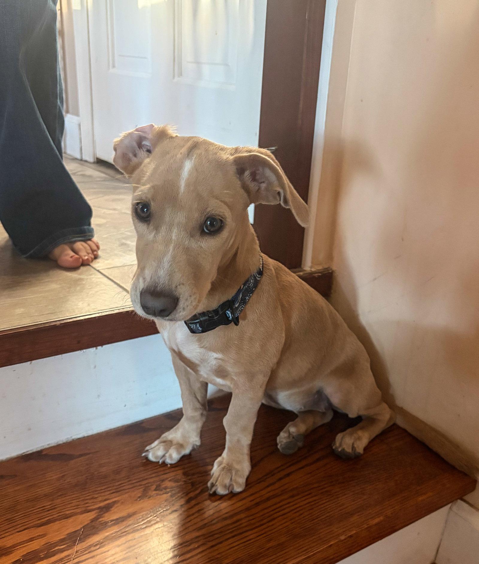 Enlarge Blake, a Adoptable Mixed Breed in Morganville, NJ image 2/3