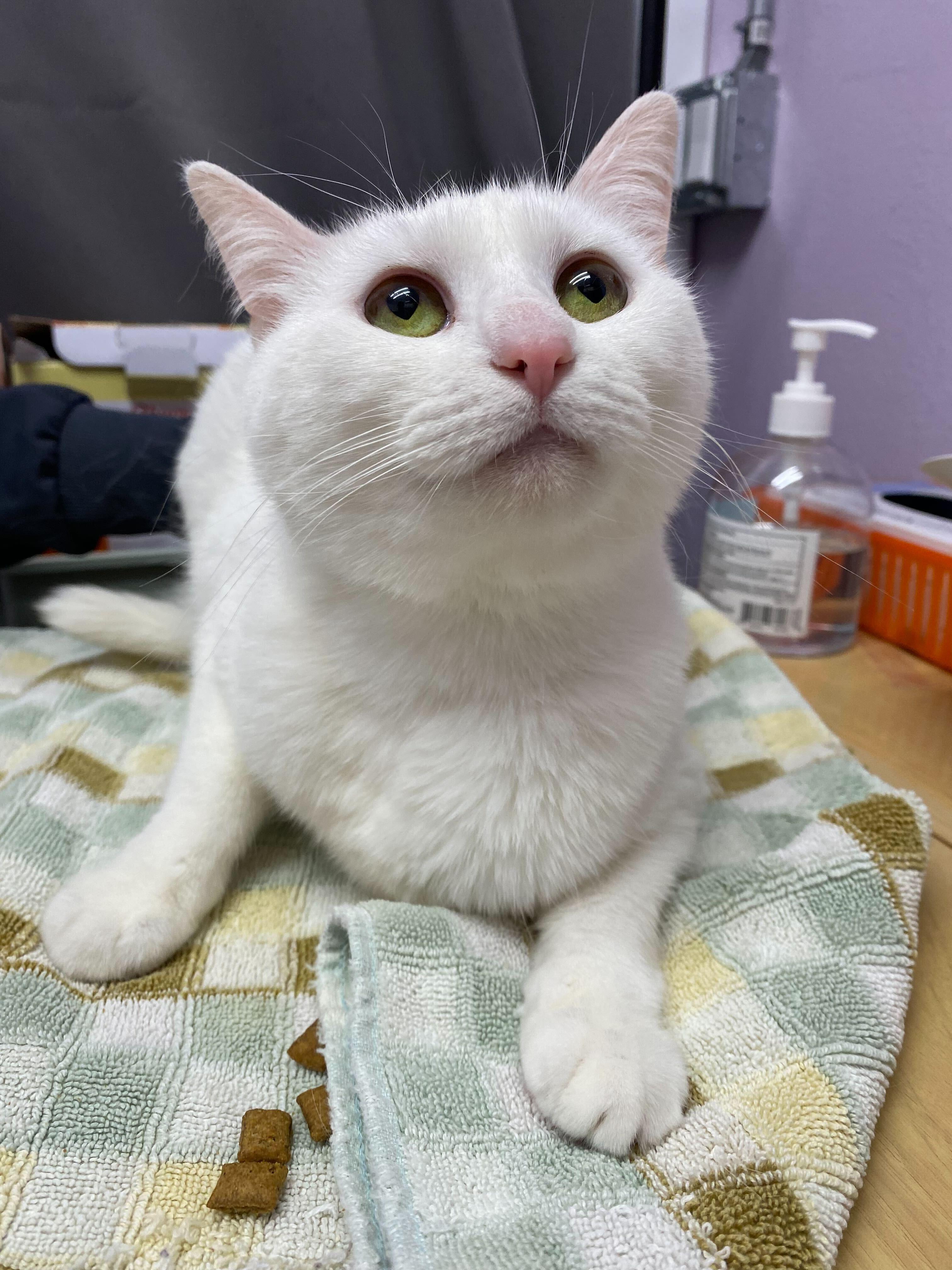 Enlarge Lola (bonded to Luna), a Adoptable mixed breed in Lakewood, CO image 1/3