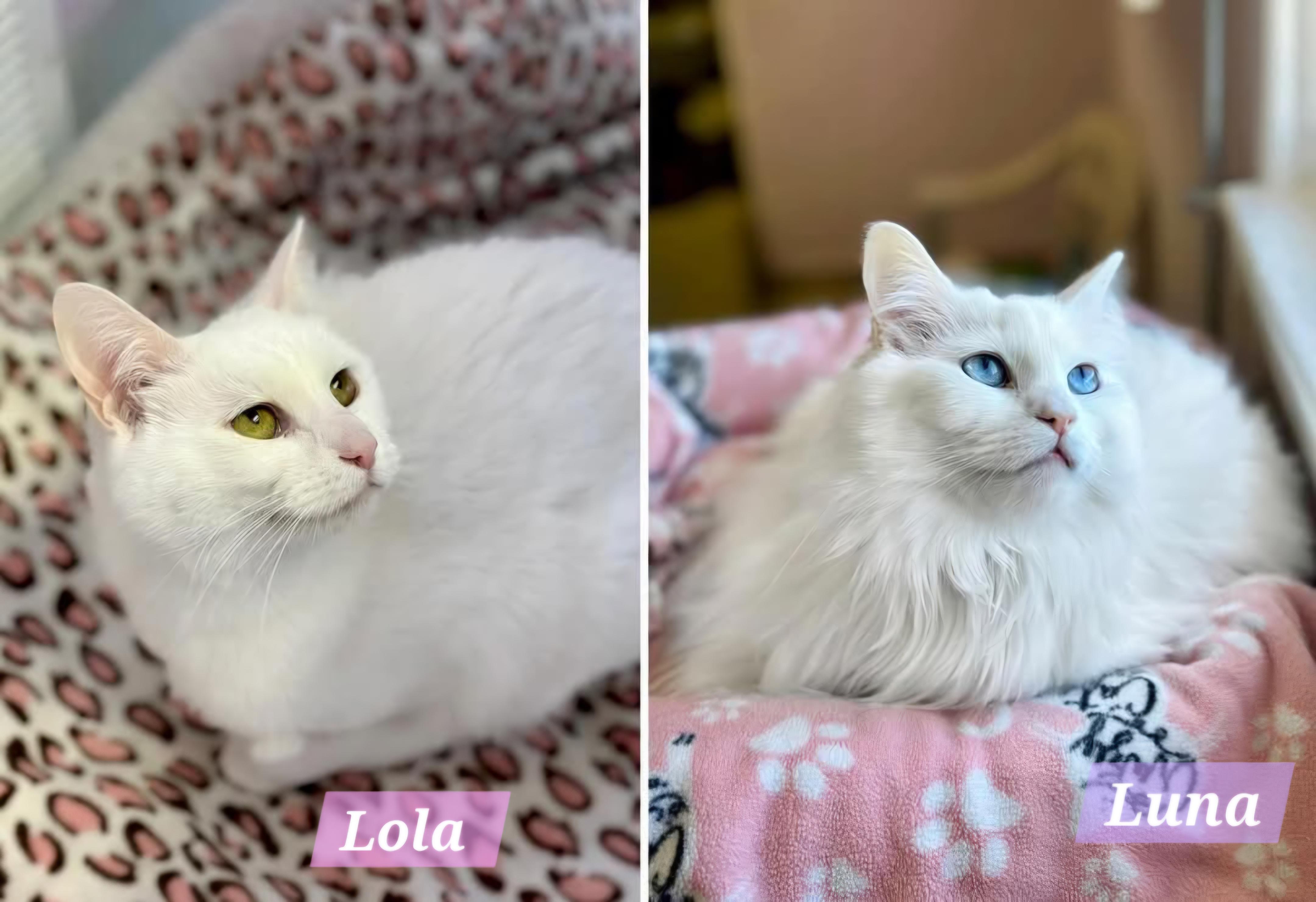 Enlarge Lola (bonded to Luna), a Adoptable mixed breed in Lakewood, CO image 3/3