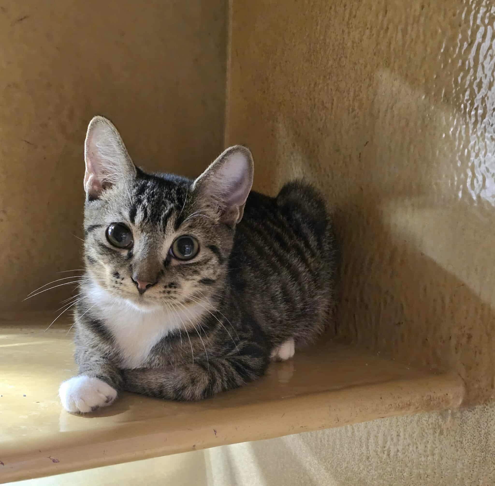 Enlarge Patriot, an adoptable mixed breed in Lakeland, FL image 2/3