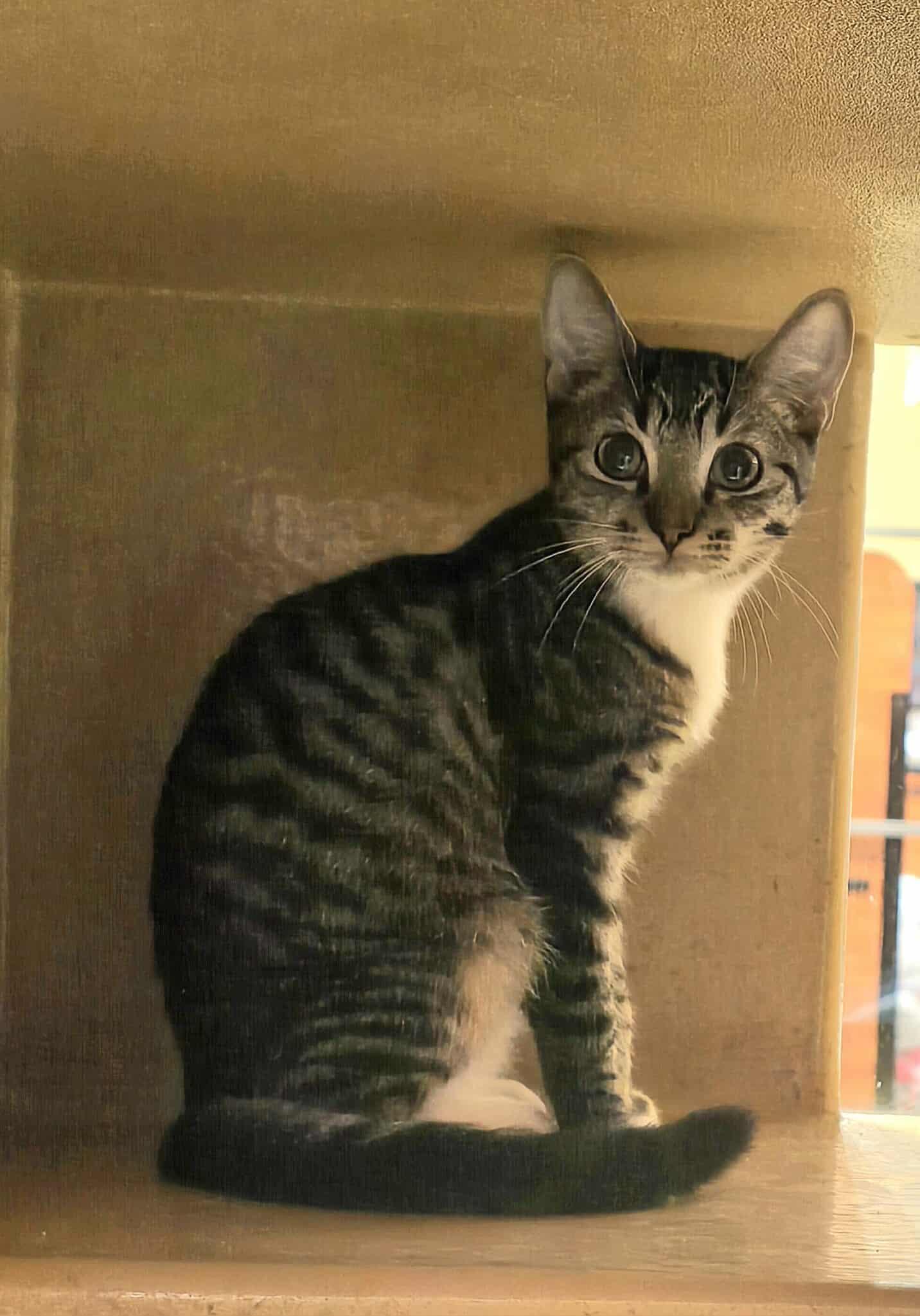 Patriot, adoptable, Young Male American Shorthair & Tabby.