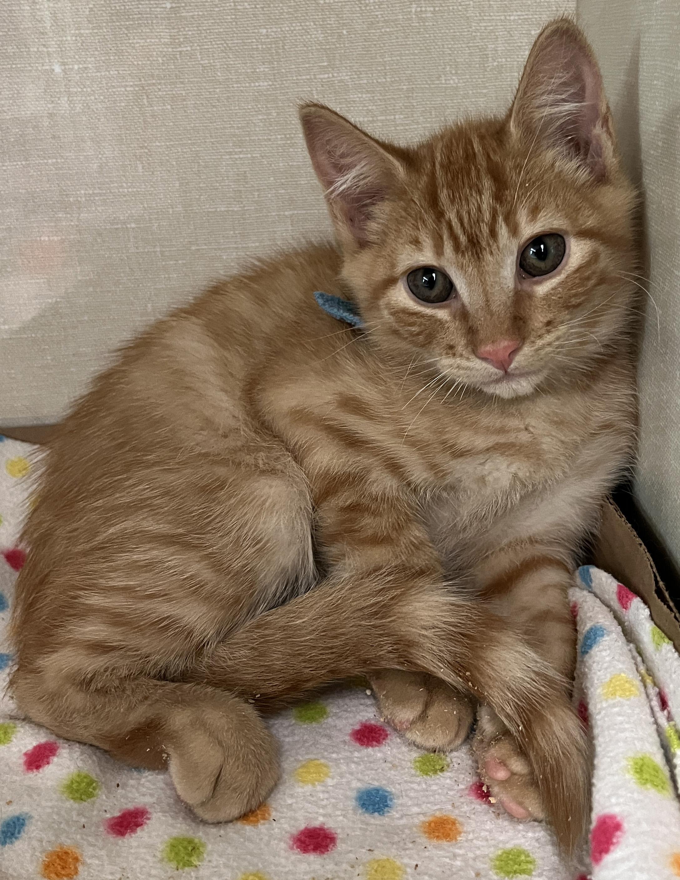 Igor, Adoptable, Kitten Male Tabby.