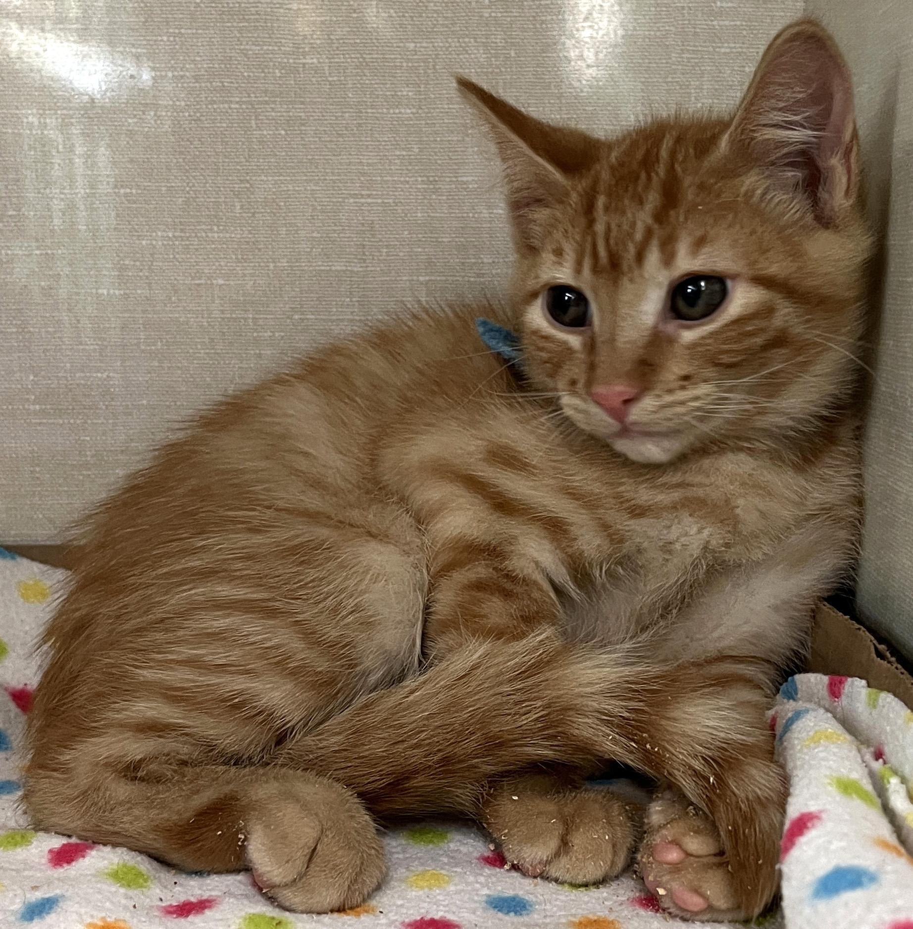 Enlarge Igor, a Adoptable Tabby in Lake Oswego, OR image 2/3