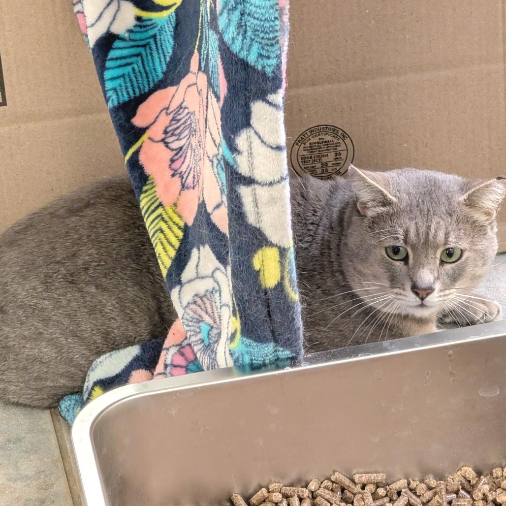 Cider, Adoptable, Adult Male Domestic Short Hair.