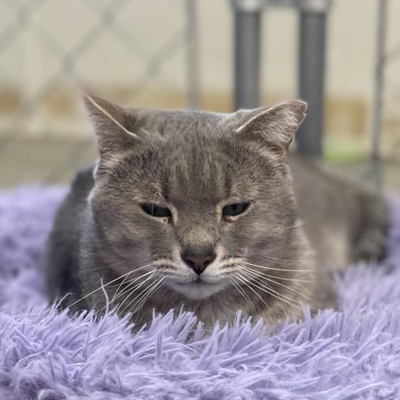 Cider, a Adoptable Domestic Short Hair in East Smithfield , PA image 2/6