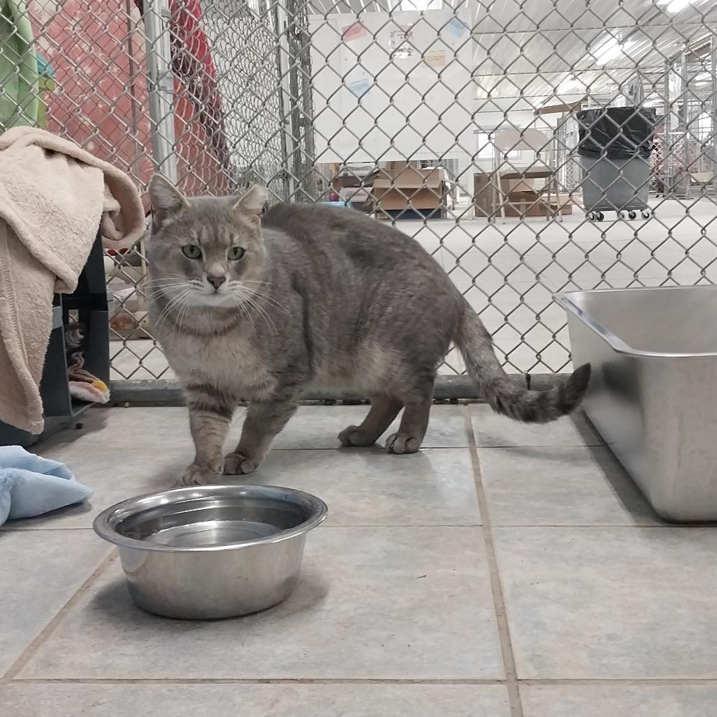 Enlarge Cider (Horseheads Petsmart), a Adoptable Domestic Short Hair in East Smithfield , PA image 2/6