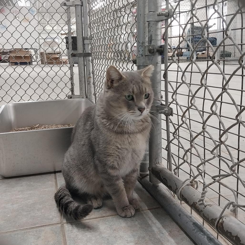 Enlarge Cider (Horseheads Petsmart), a Adoptable Domestic Short Hair in East Smithfield , PA image 3/6