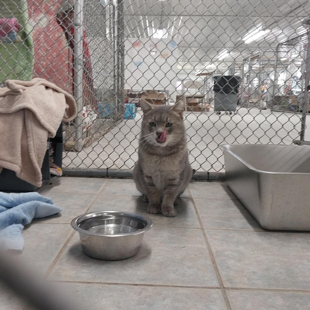 Enlarge Cider (Horseheads Petsmart), a Adoptable Domestic Short Hair in East Smithfield , PA image 4/6