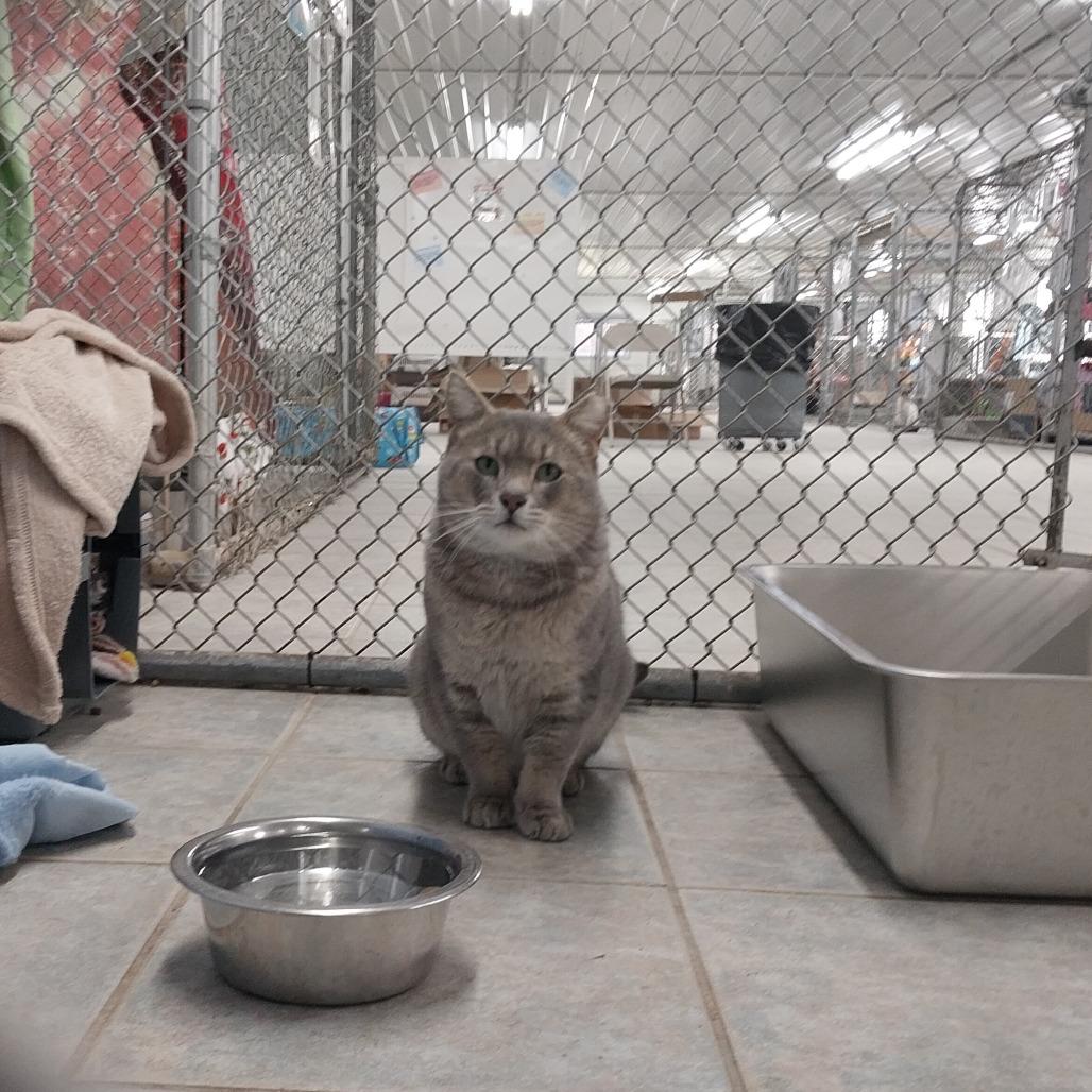 Enlarge Cider (Horseheads Petsmart), a Adoptable Domestic Short Hair in East Smithfield , PA image 5/6