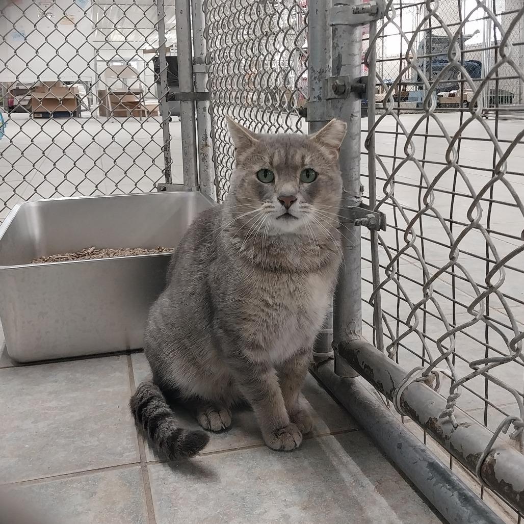 Enlarge Cider (Horseheads Petsmart), a Adoptable Domestic Short Hair in East Smithfield , PA image 6/6