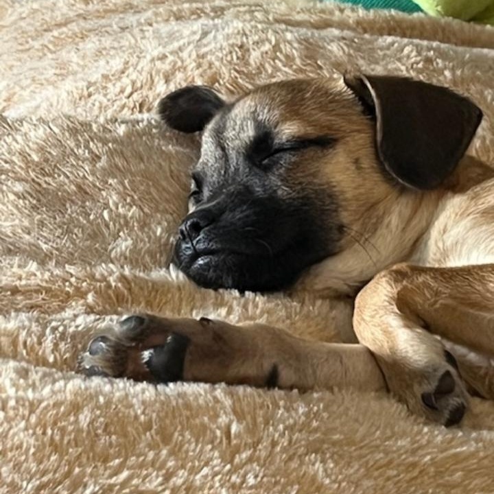 Enlarge Elsa , an adopted Puggle in Anton, TX image 2/3