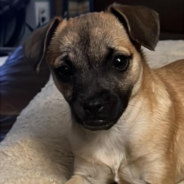 Enlarge Elsa , an adopted Puggle in Anton, TX image 1/3