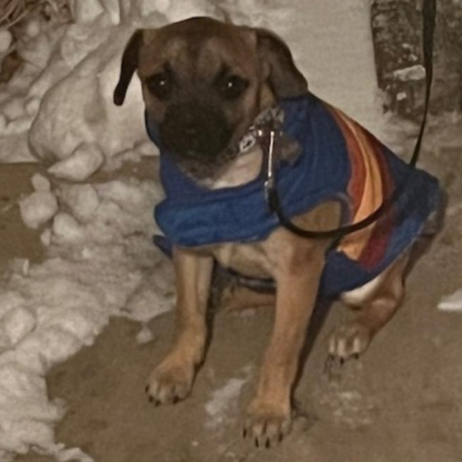 Enlarge Elsa , an adopted Puggle in Anton, TX image 3/3