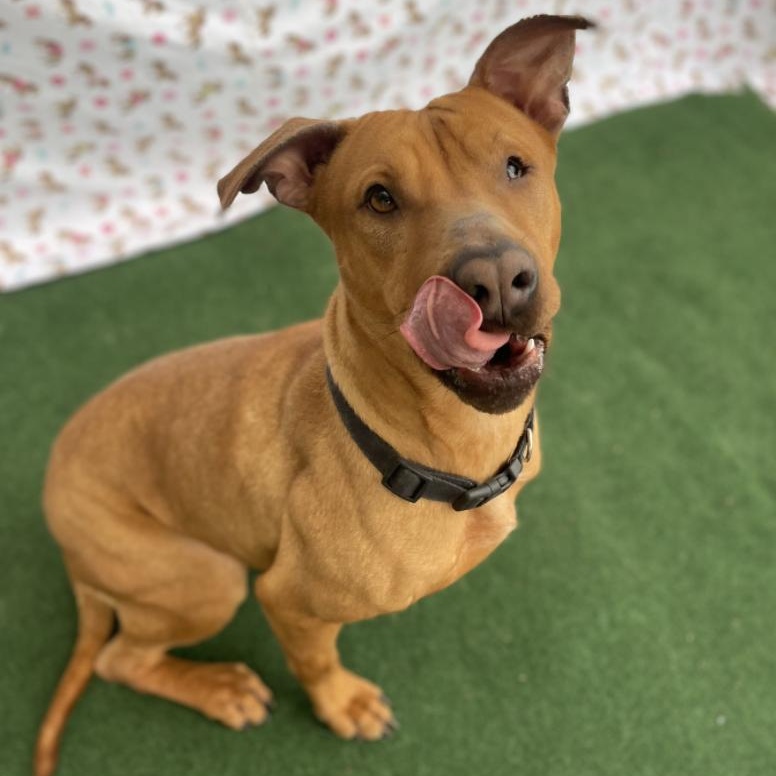 Queenie, Adult Female Retriever