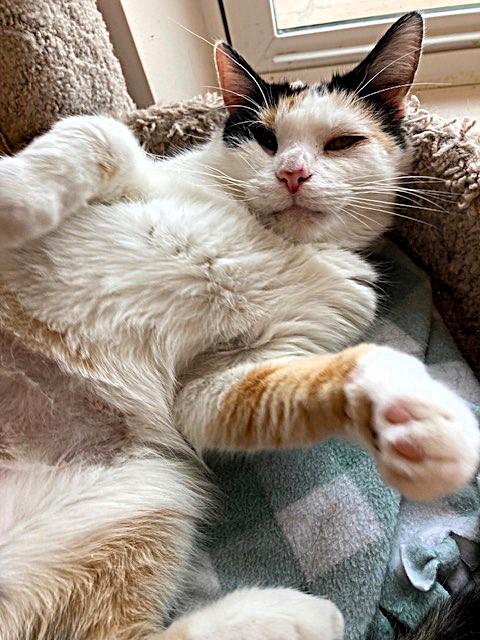 Dixie, a Adoptable Domestic Short Hair in Medina, OH image 1/2