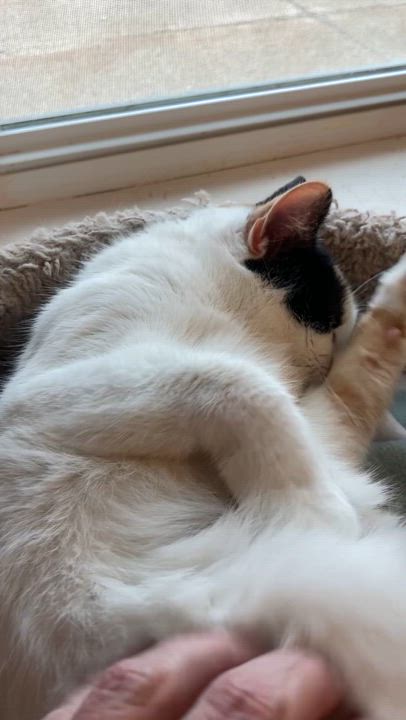 Enlarge Dixie, a Adoptable Domestic Short Hair in Medina, OH video 2/2