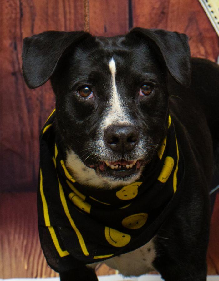 Koda