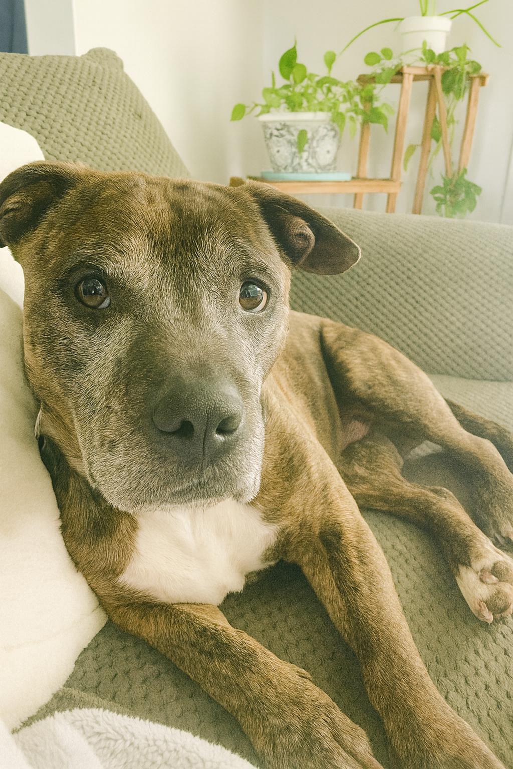 Tessa, a ADOPTABLE mixed breed in Temple, TX image 1/5