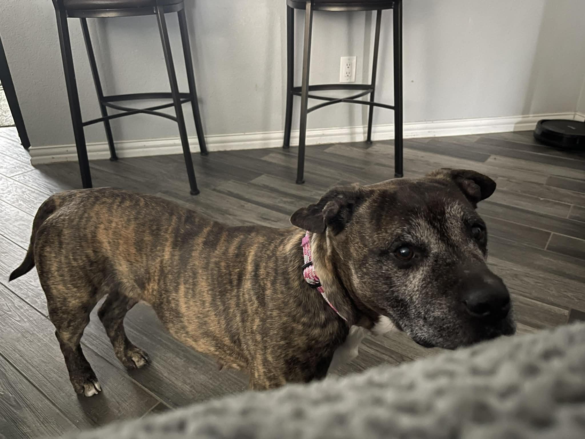 Enlarge Tessa, a ADOPTABLE mixed breed in Temple, TX image 3/5