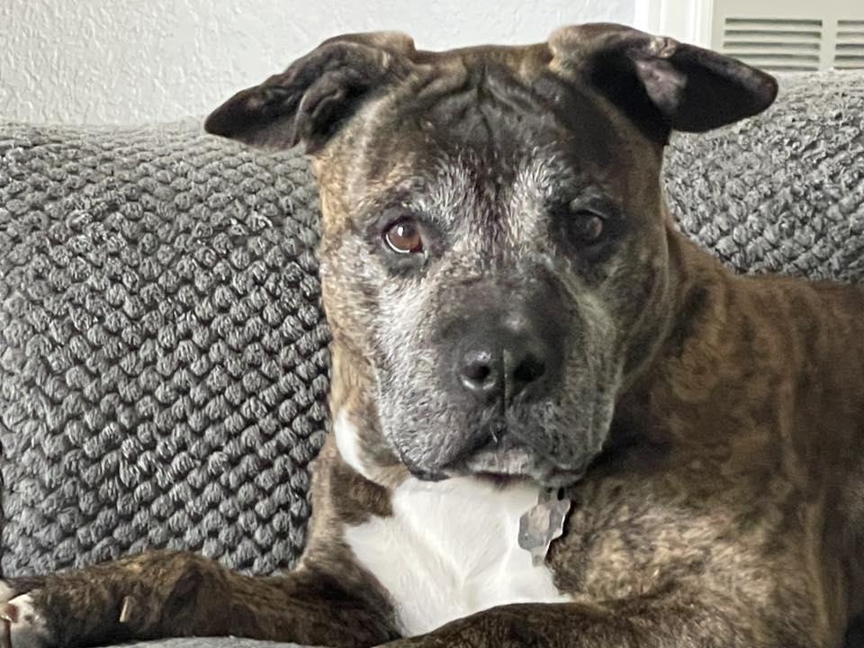 Tessa, a ADOPTABLE mixed breed in Temple, TX image 5/5