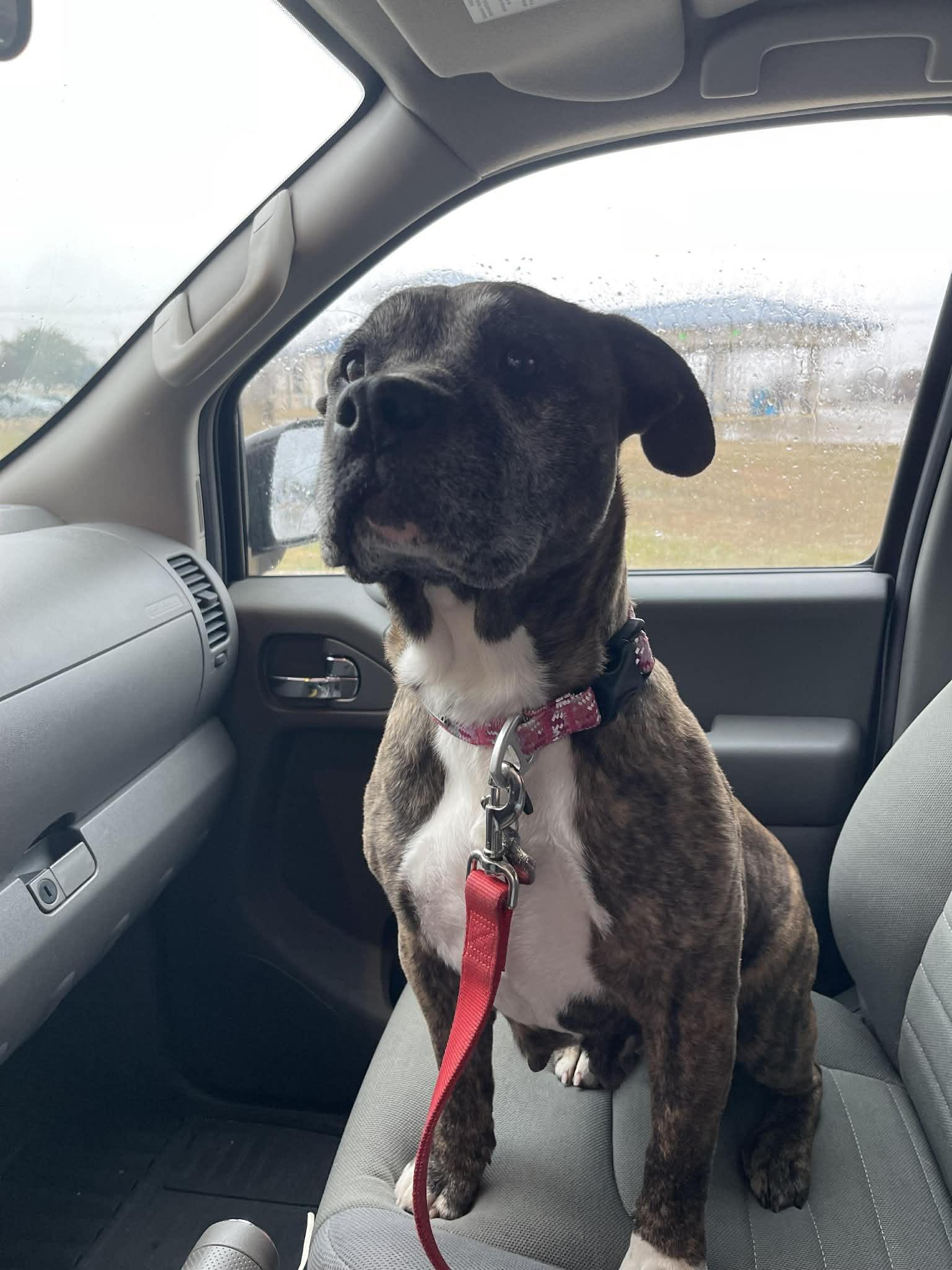 Enlarge Tessa, a ADOPTABLE mixed breed in Temple, TX image 5/5