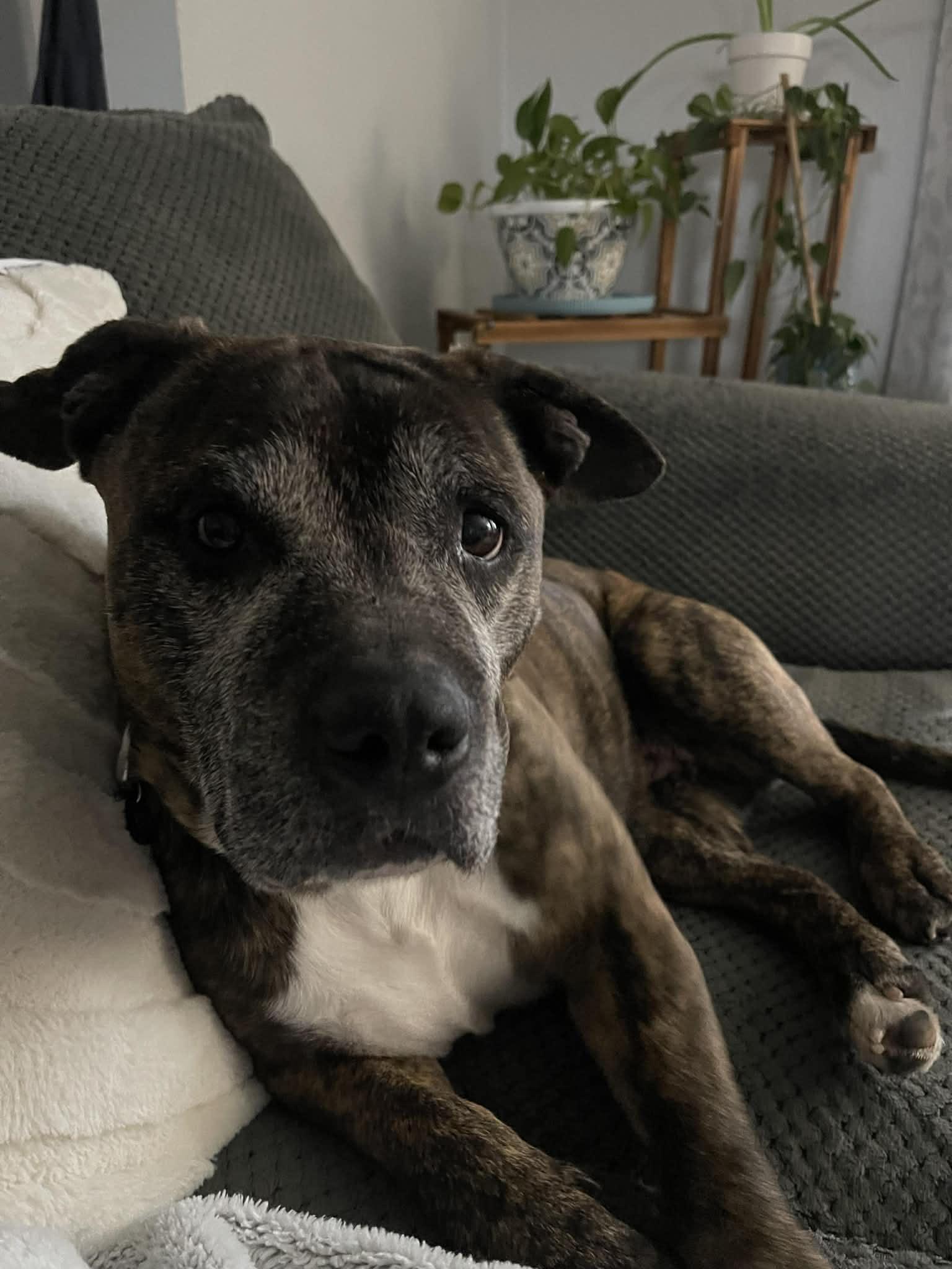 Tessa, ADOPTABLE, Senior Female Pit Bull Terrier.