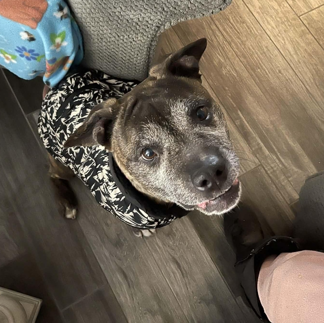 Enlarge Tessa, a ADOPTABLE mixed breed in Temple, TX image 2/5