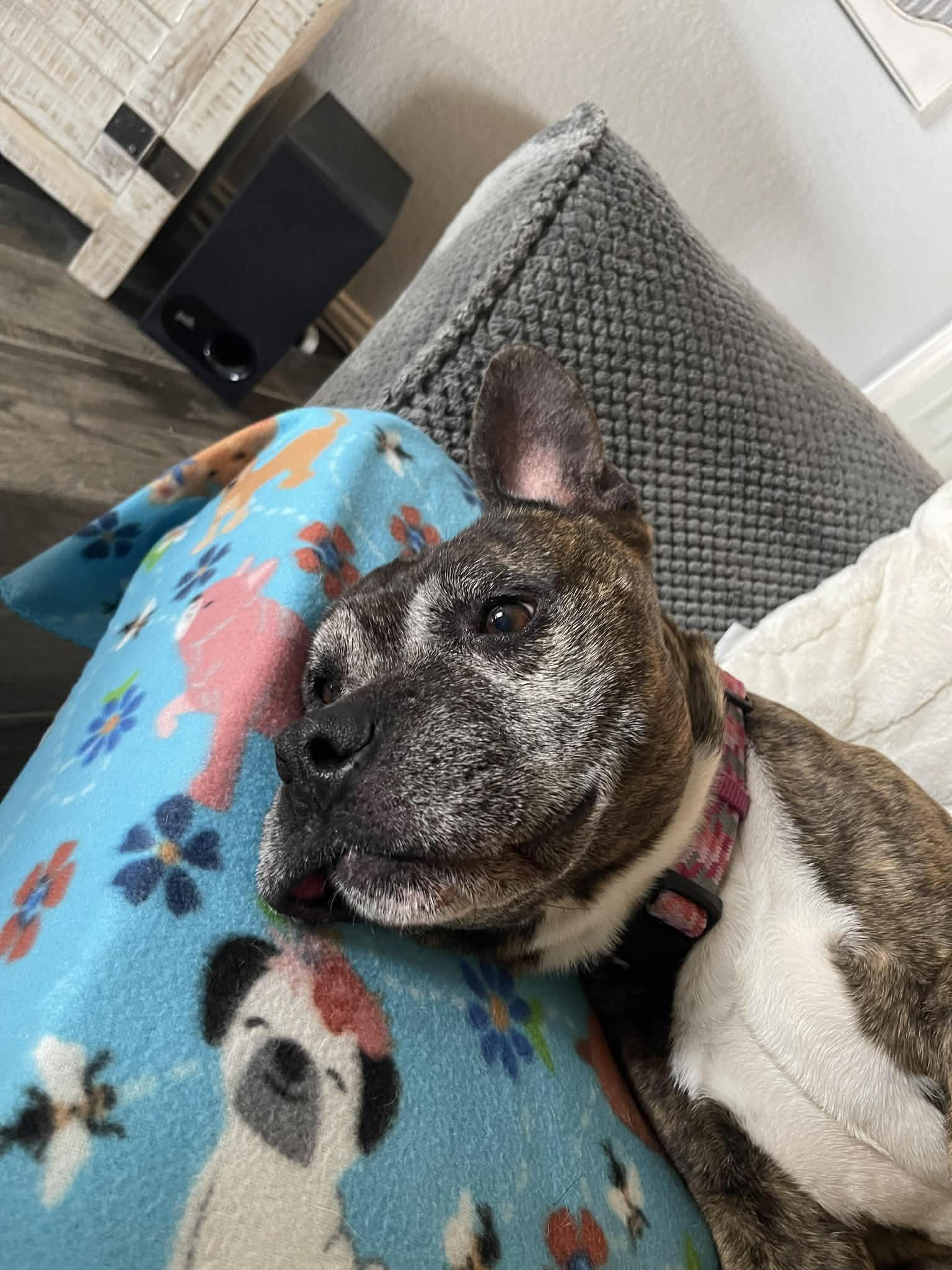 Enlarge Tessa, a ADOPTABLE mixed breed in Temple, TX image 4/5