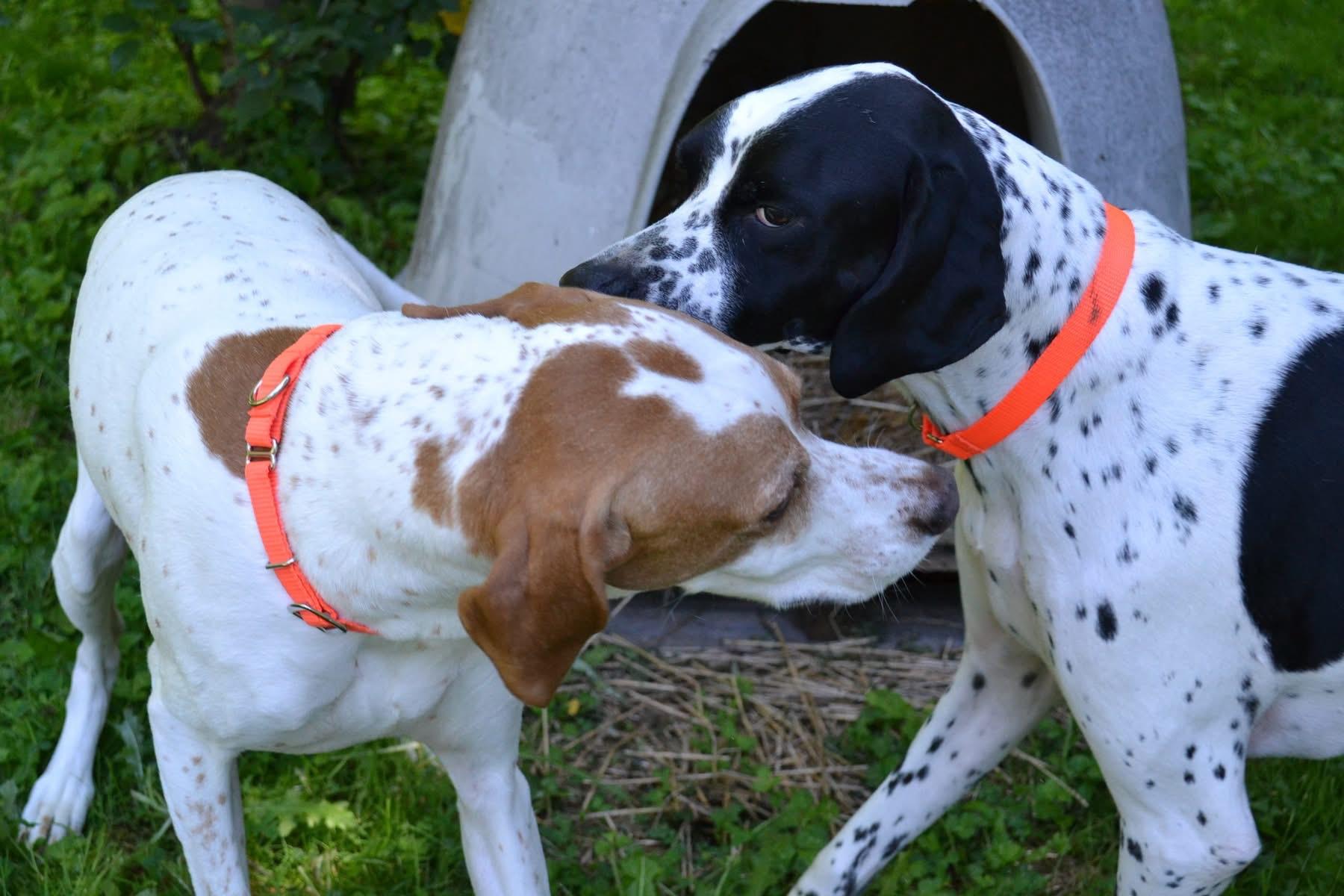 Zaya, a Adoptable English Pointer in Chardon, OH image 3/4