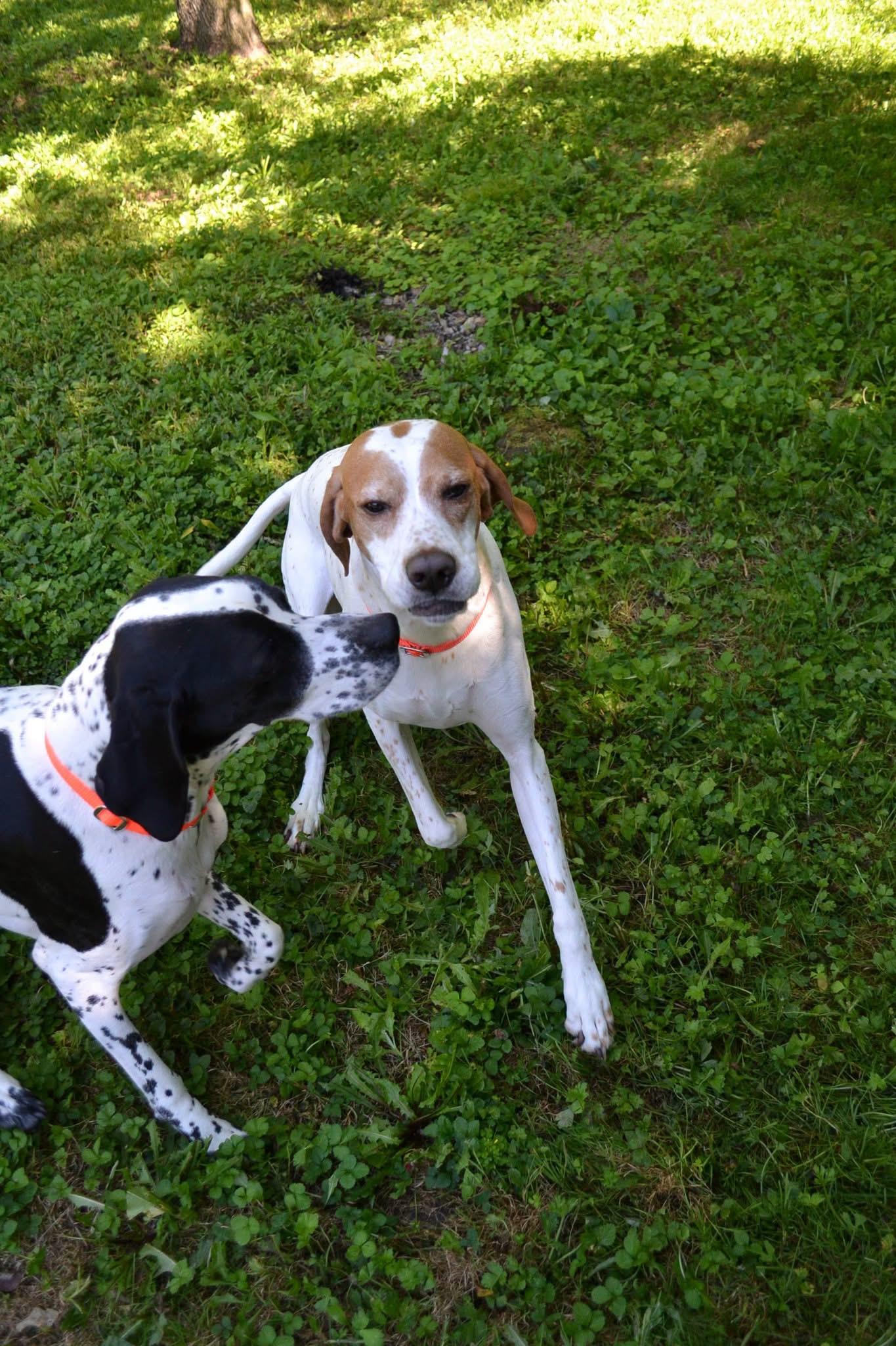 Zaya, a Adoptable English Pointer in Chardon, OH image 2/4