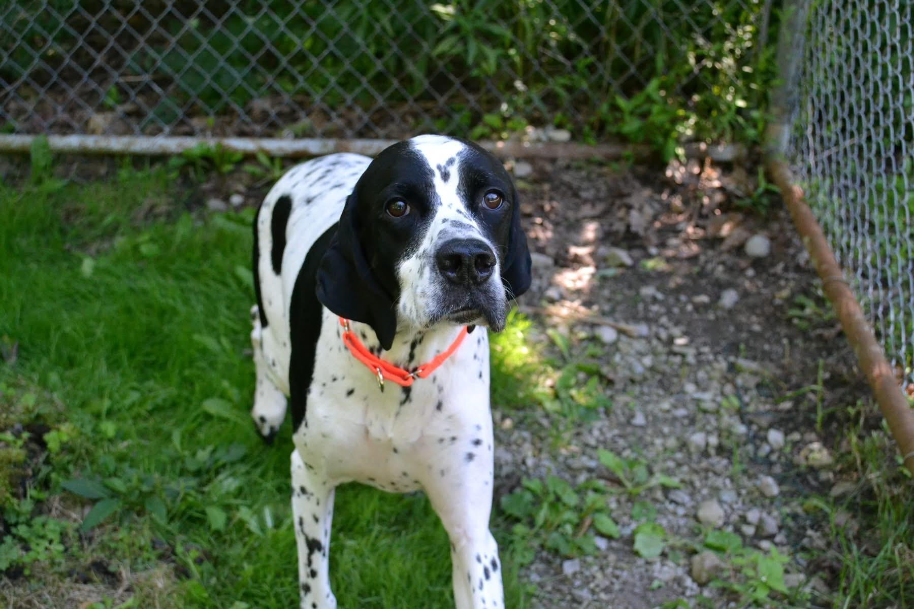 Zaya, Adoptable, Adult Female English Pointer.