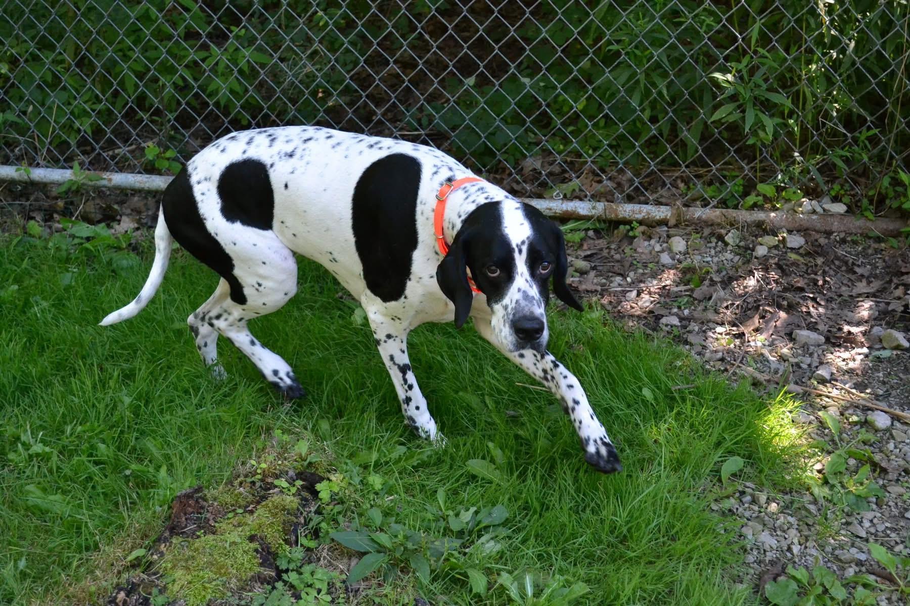 Zaya, a Adoptable English Pointer in Chardon, OH image 4/4