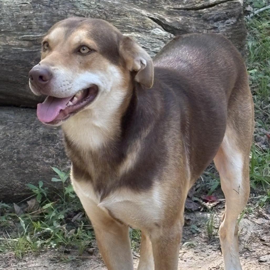 Enlarge Baker, a Adoptable German Shepherd Dog in Jena, LA image 1/1