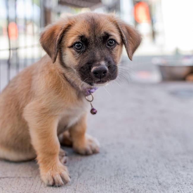Lego Pup - Technic, a Adoptable mixed breed in San Diego, CA image 1/3