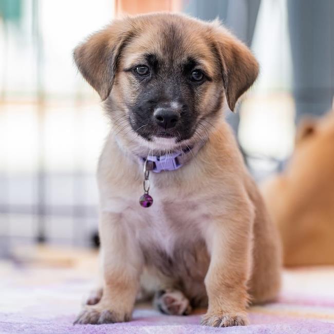 Lego Pup - Technic, a Adoptable mixed breed in San Diego, CA image 2/3