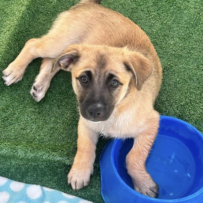 Lego Pup - Technic, a Adoptable mixed breed in San Diego, CA image 3/3
