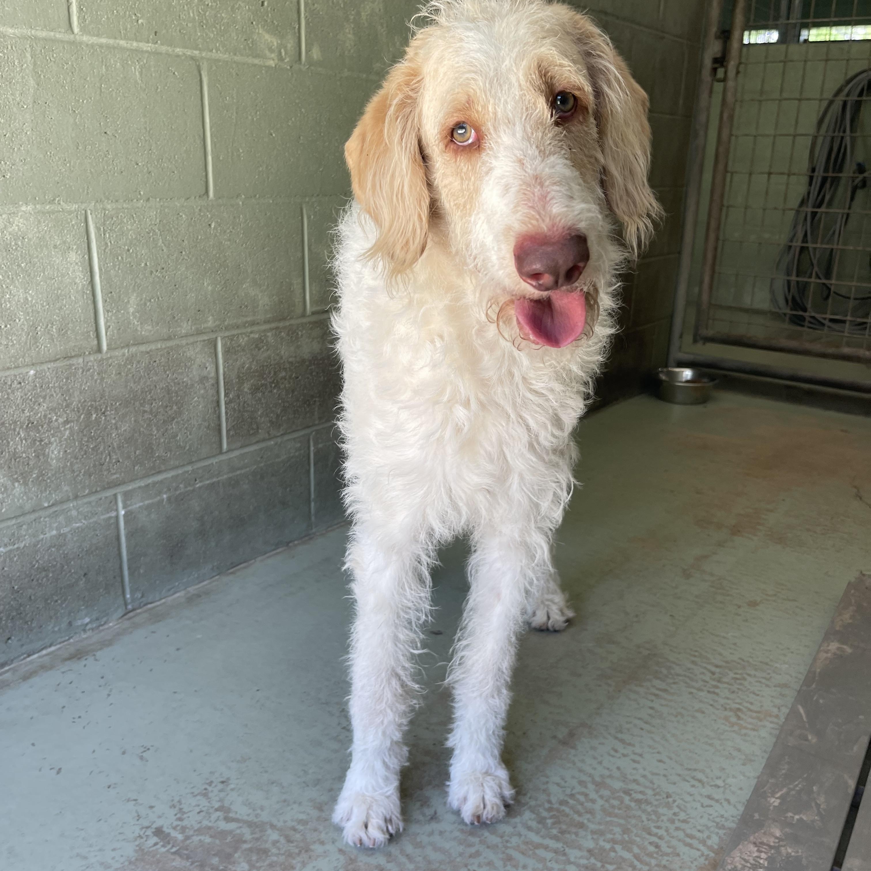 Enlarge Bandit, a Adoptable mixed breed in Sebring, FL image 2/5