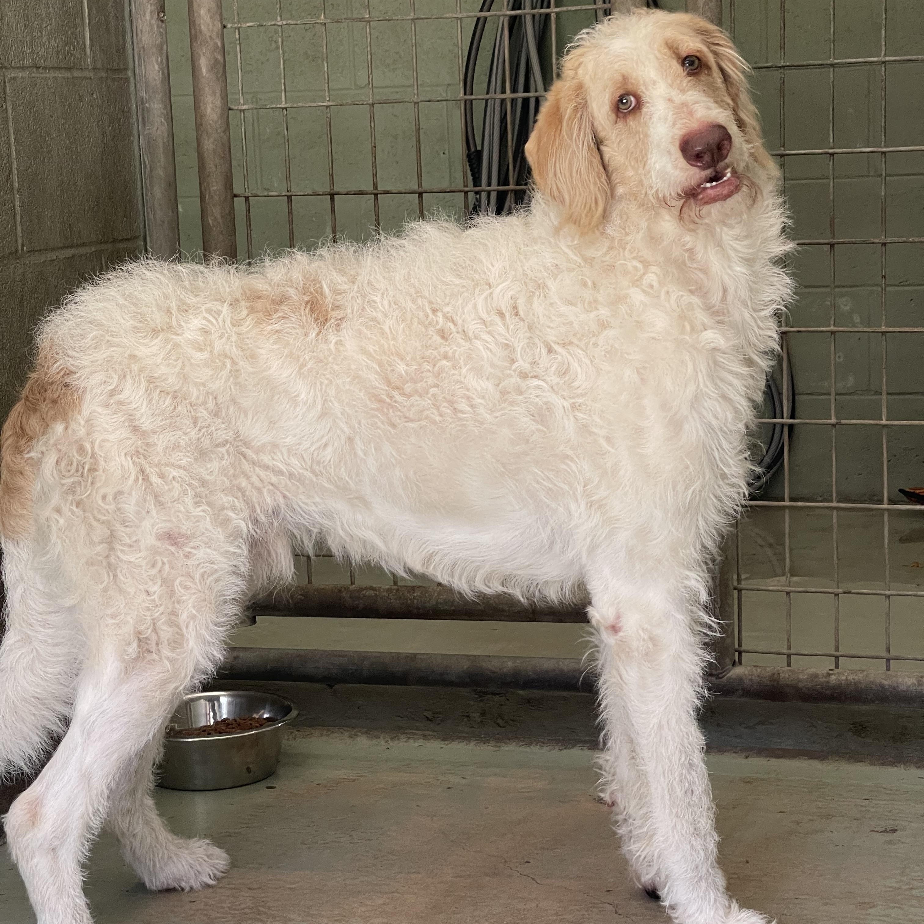 Enlarge Bandit, a Adoptable mixed breed in Sebring, FL image 3/5