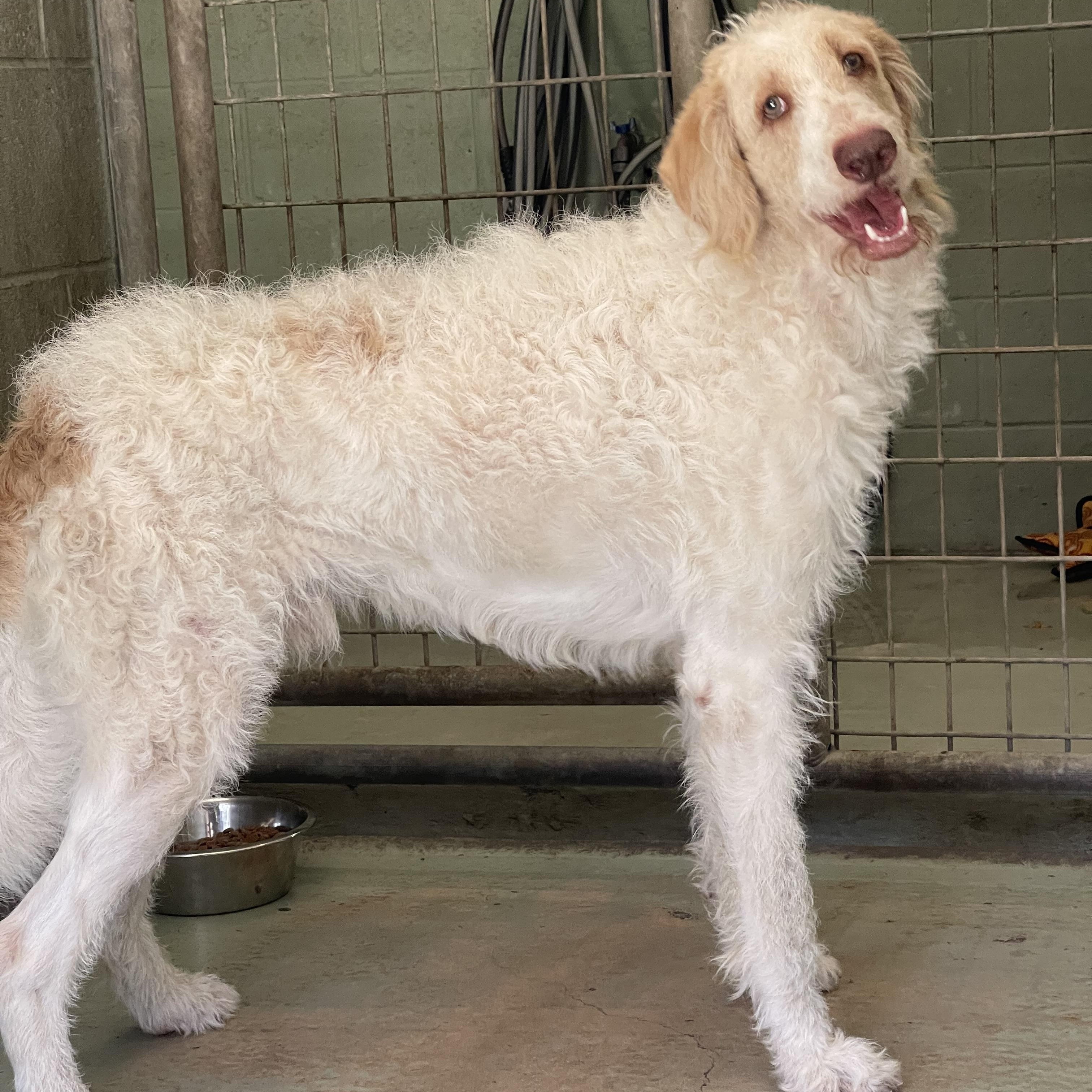 Bandit, Adoptable, Young Male Goldendoodle.