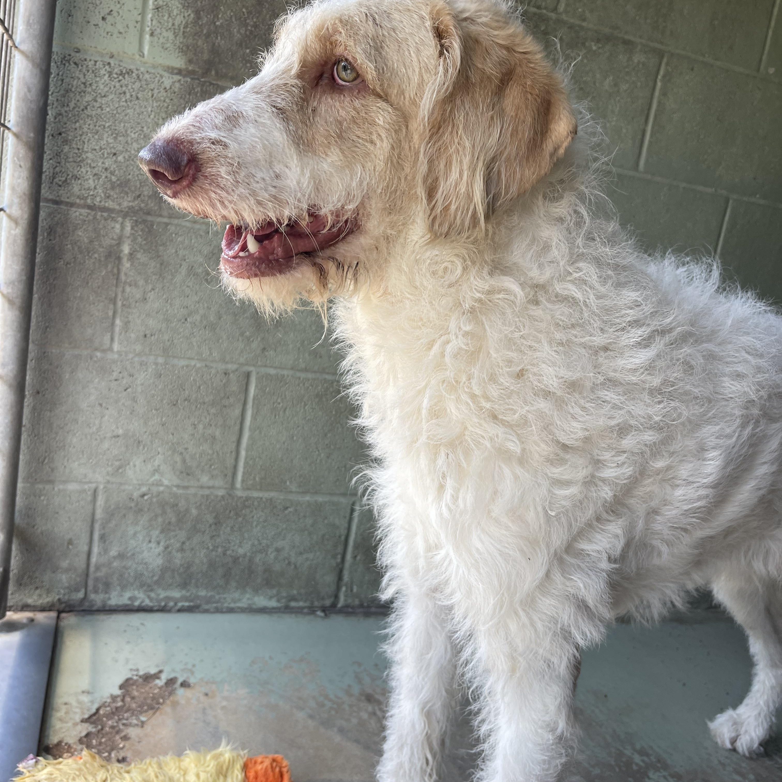 Enlarge Bandit, a Adoptable mixed breed in Sebring, FL image 5/5