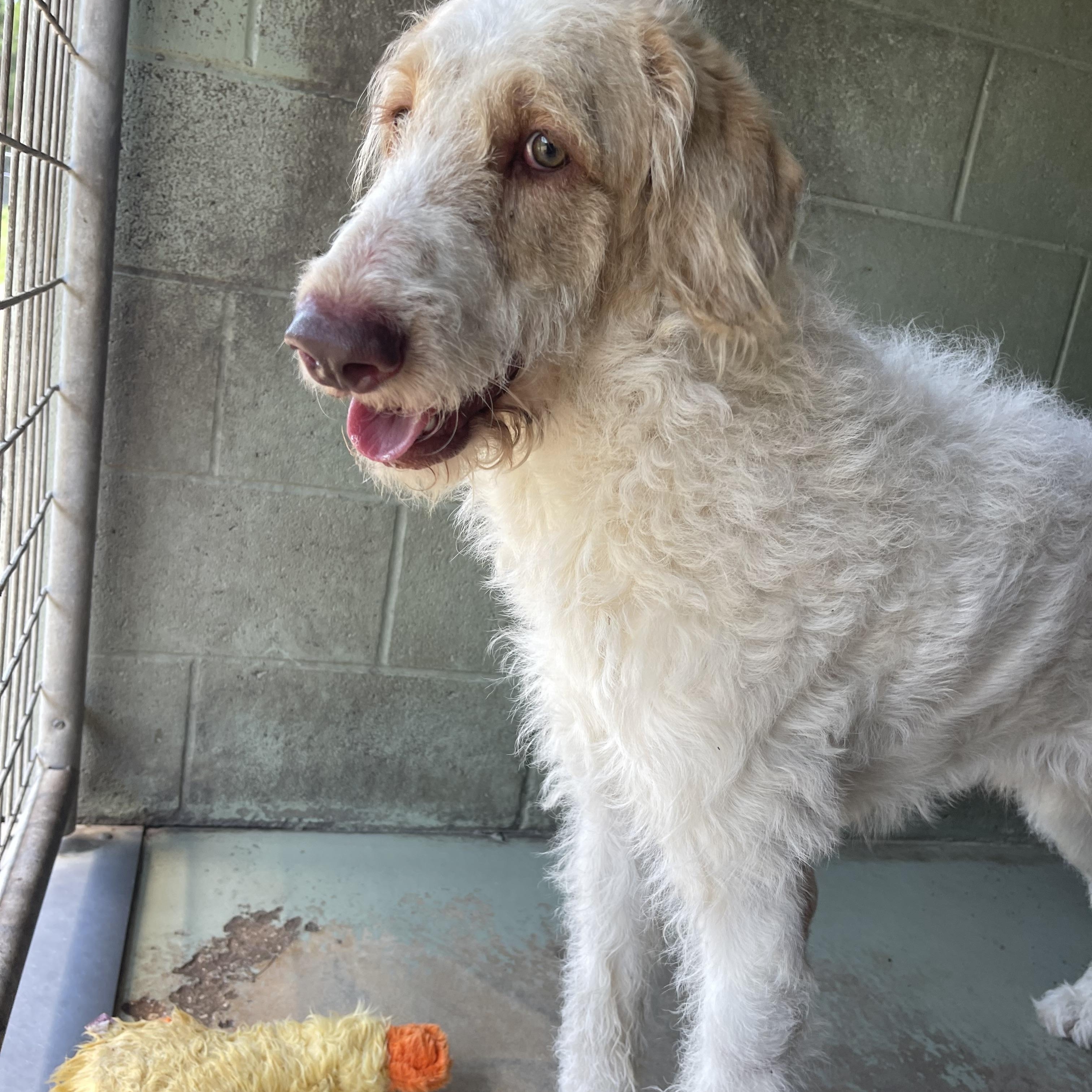 Enlarge Bandit, a Adoptable mixed breed in Sebring, FL image 4/5