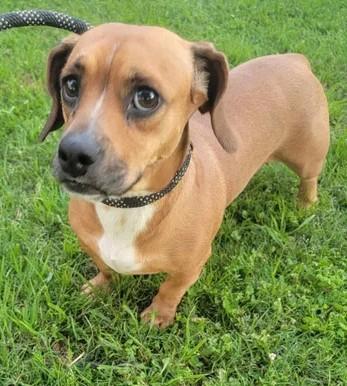 Enlarge Bailey, an adopted mixed breed in Van Alstyne, TX image 1/4