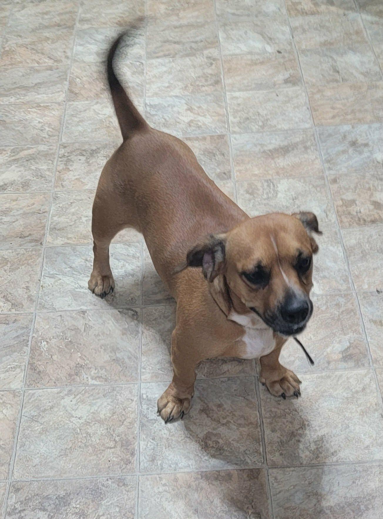 Enlarge Bailey, an adopted mixed breed in Van Alstyne, TX image 3/4
