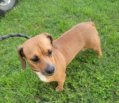 Enlarge Bailey, an adopted mixed breed in Van Alstyne, TX image 2/4