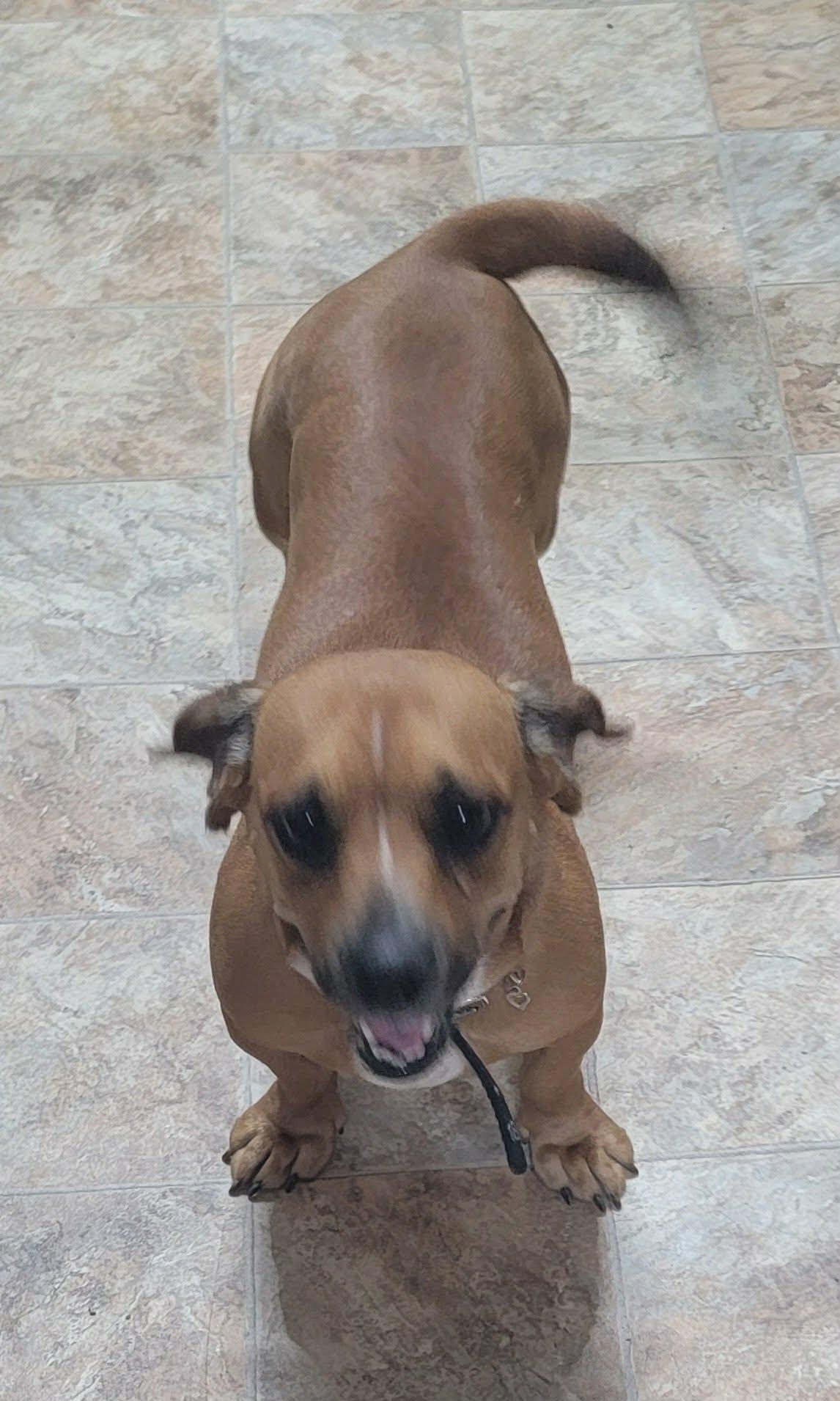 Enlarge Bailey, an adopted mixed breed in Van Alstyne, TX image 4/4