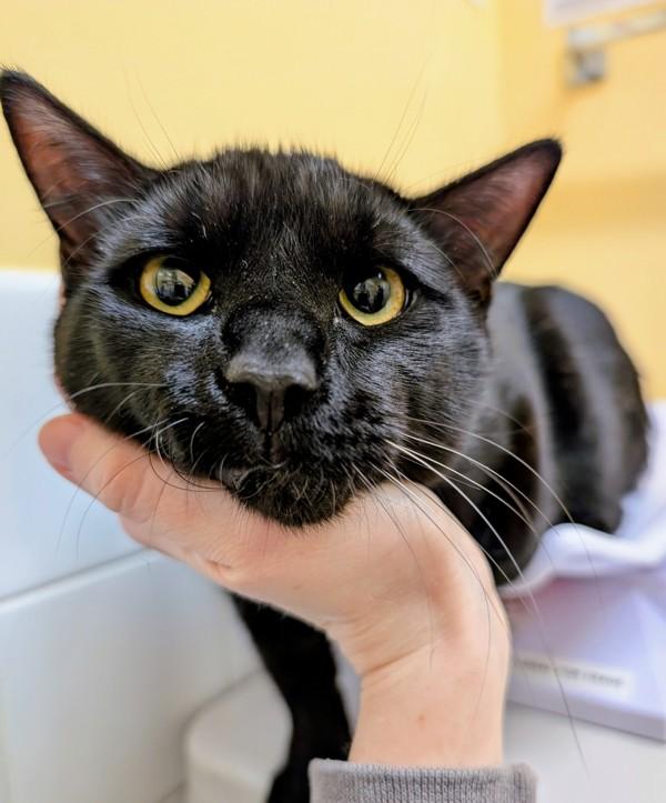 Galette Des Rois, Adoptable, Young Male Domestic Short Hair.