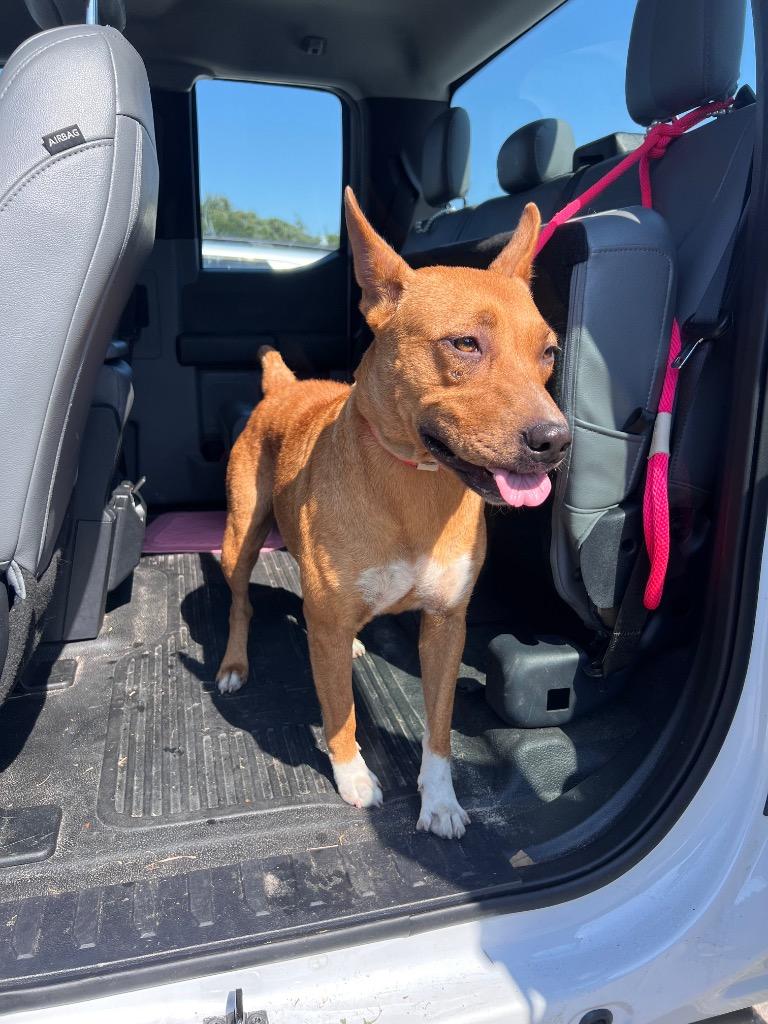 Jenny, Adoptable, Adult Female Carolina Dog & Mixed Breed.