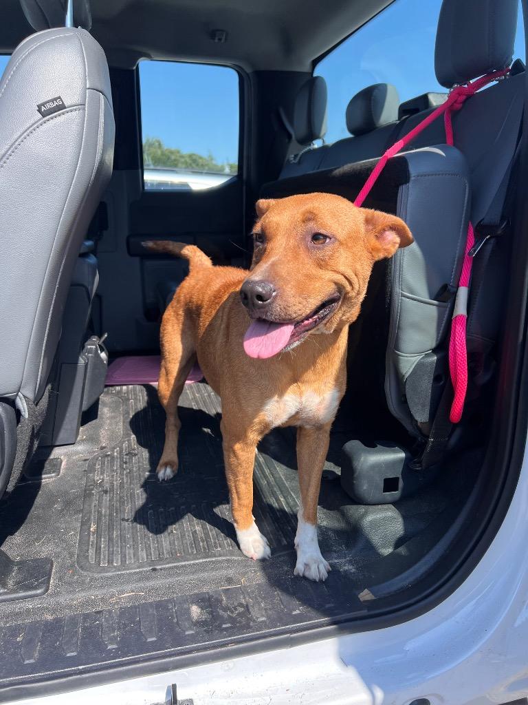 Enlarge Jenny, a Adoptable mixed breed in Rockport, TX image 2/3